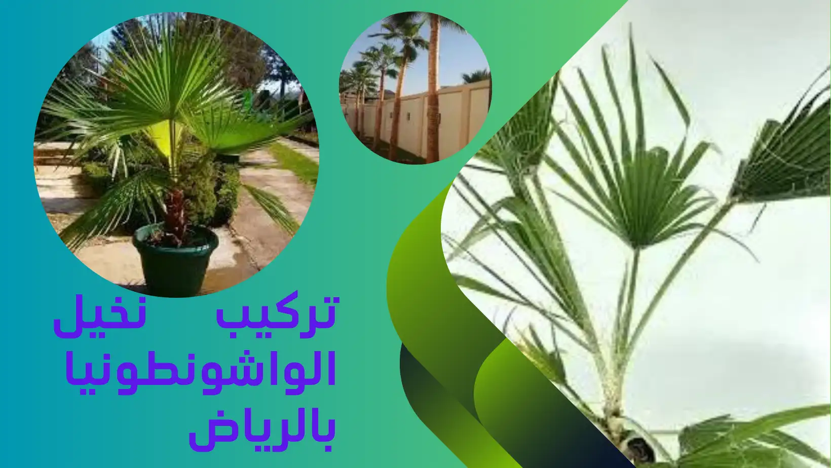 شركة تكريب النخيل بالرياض تنقي النباتات بجودة متميزة